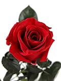 Rosen-Te-Amo Konservierte Rose Valentinstag Geschenk rote Rose - Haltbare Rose (echte Blume) über JAHRE haltbar ohne WASSER - Freundin Geschenk Frau Infinity Rose Das Geschenk zum Valentinstag - 2