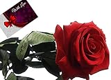 Rosen-Te-Amo Konservierte Rose Valentinstag Geschenk rote Rose - Haltbare Rose (echte Blume) über JAHRE haltbar ohne WASSER - Freundin Geschenk Frau Infinity Rose Das Geschenk zum Valentinstag - 3