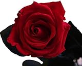 Rosen-Te-Amo Konservierte Rose Valentinstag Geschenk rote Rose - Haltbare Rose (echte Blume) über JAHRE haltbar ohne WASSER - Freundin Geschenk Frau Infinity Rose Das Geschenk zum Valentinstag - 4