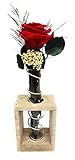 Rosen-Te-Amo Konservierte Rose Valentinstag Geschenk rote Rose - Haltbare Rose (echte Blume) über JAHRE haltbar ohne WASSER - Freundin Geschenk Frau Infinity Rose Das Geschenk zum Valentinstag - 5